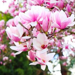 La “Magnolia” quanto fa bene all’uomo?